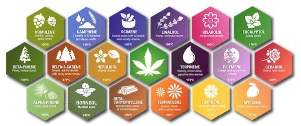 TERPENES IN CBD OIL